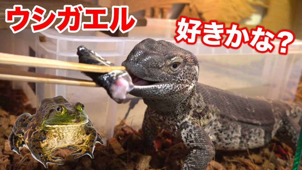 捕まえたウシガエルをアフロクにあたえてみたら大喜び!!