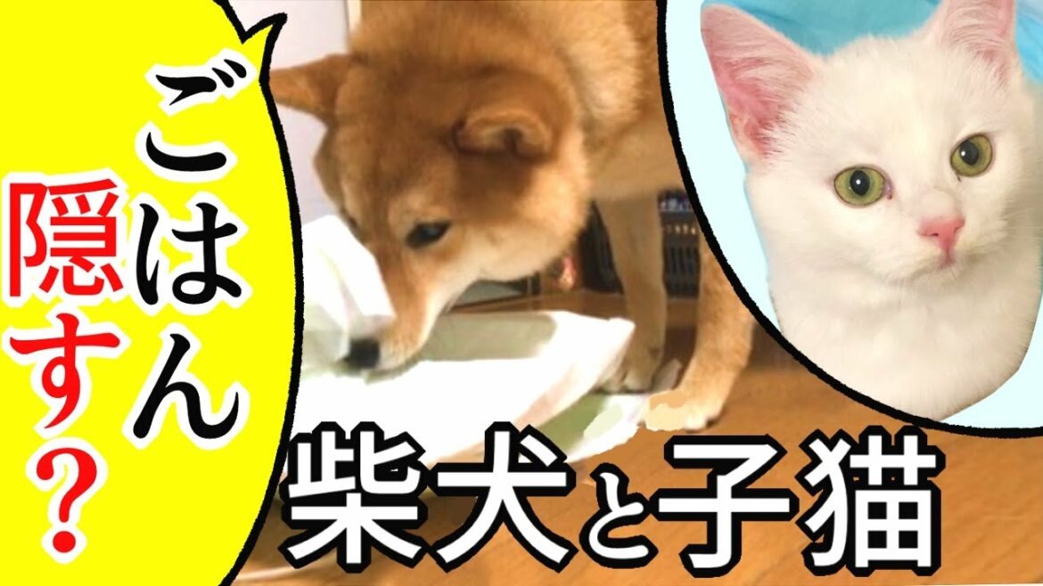 【柴犬と子猫】それぞれ『別の理由』でごはんを隠す柴犬と子猫