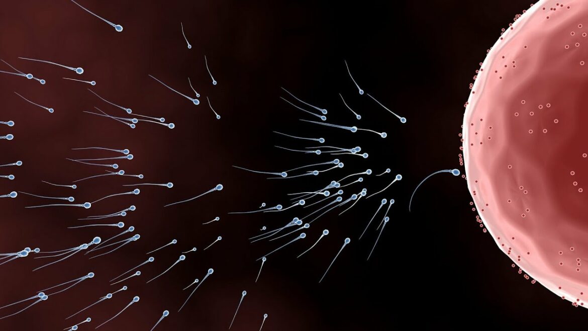 【受精〜妊娠】精子と卵子が受精するまでの過程