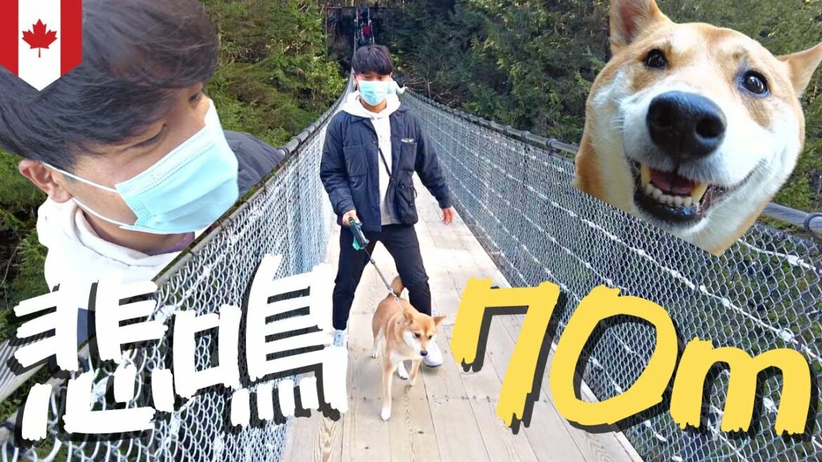 【吊り橋効果】高さ70mで柴犬とデートしてきました。