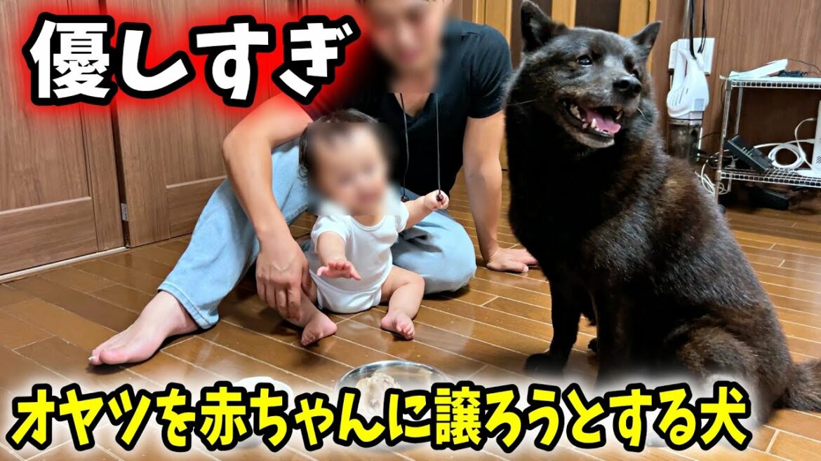 【優しすぎ】赤ちゃんにオヤツを分けてあげようとする犬