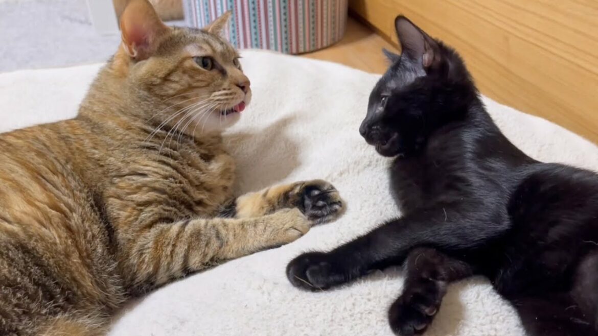 子猫をクンクン♪その後斬新すぎるフレーメンをする麦わら猫♥