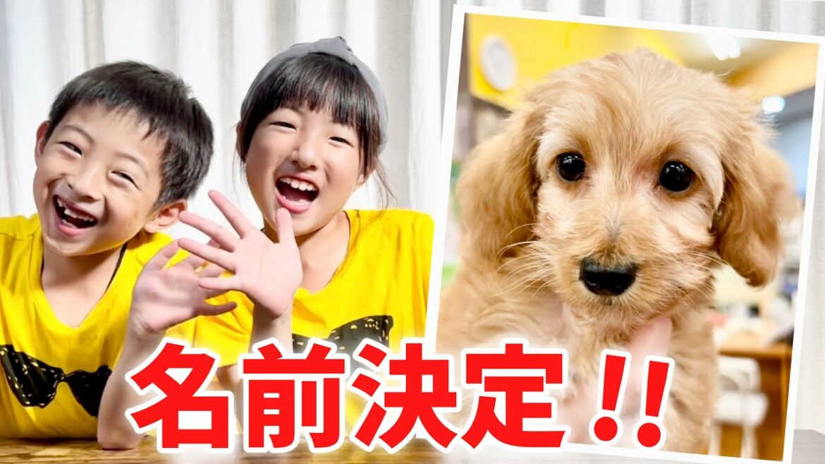【赤ちゃん犬】新しい家族の名前決定!どんな名前になったの?大公開!【新しいペット】