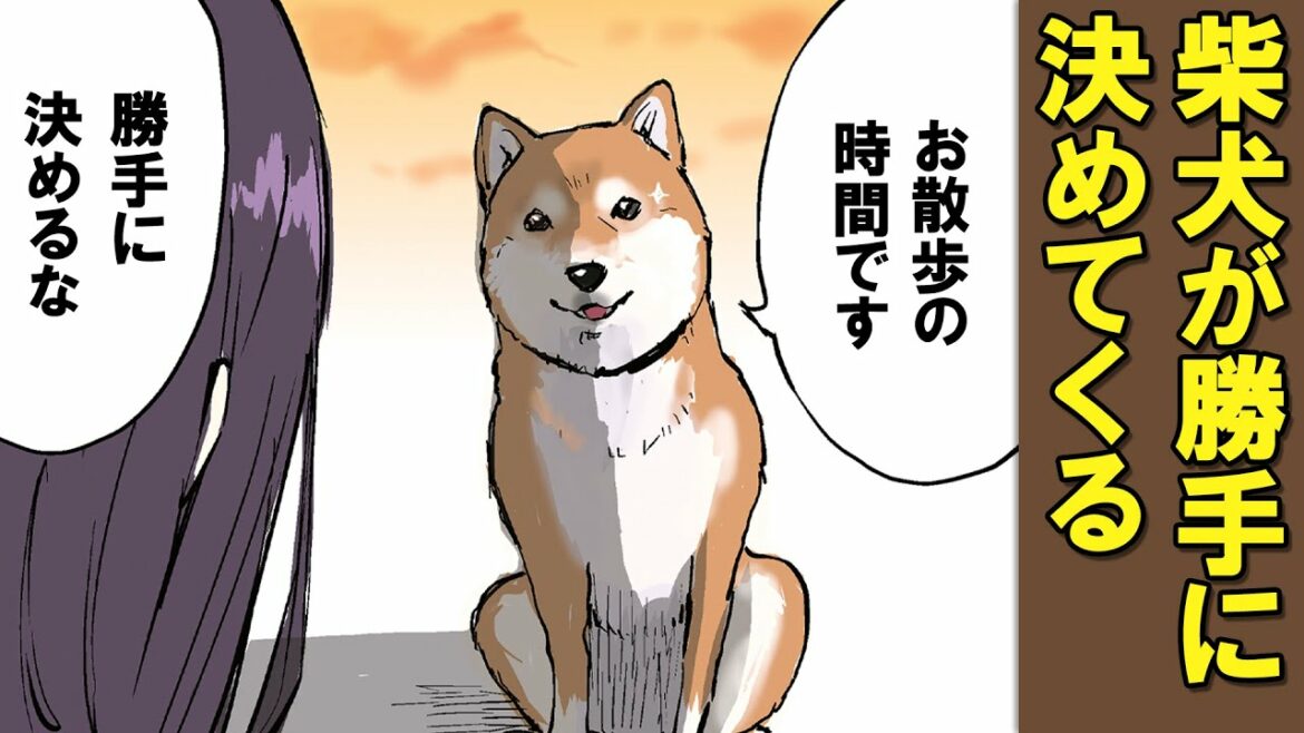 お散歩の時間を自分で決めてくる柴犬【アニメ】【漫画】