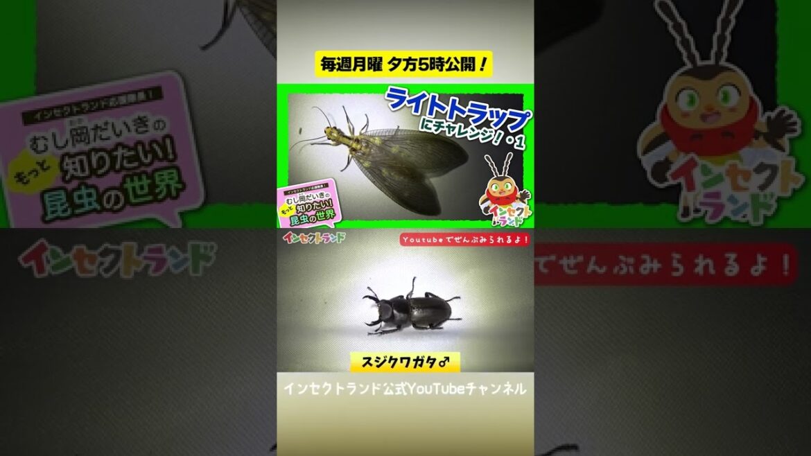 ライトトラップにチャレンジ!1【18限目/むし岡だいきのもっと知りたい昆虫の世界】#Shorts