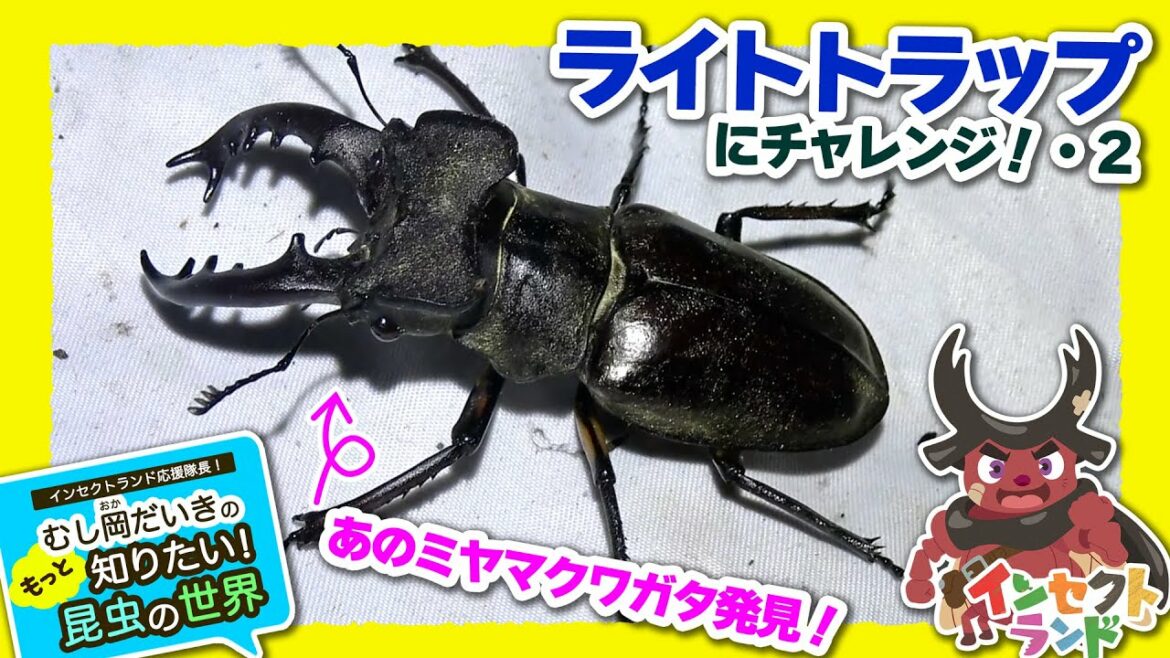 ライトトラップにチャレンジ!2【20限目/むし岡だいきのもっと知りたい昆虫の世界】