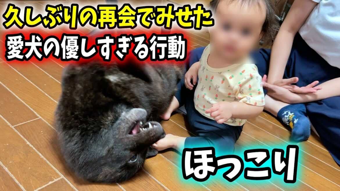 【感動】赤ちゃんと犬が久々の再会!愛犬の優しい行動に感動しました