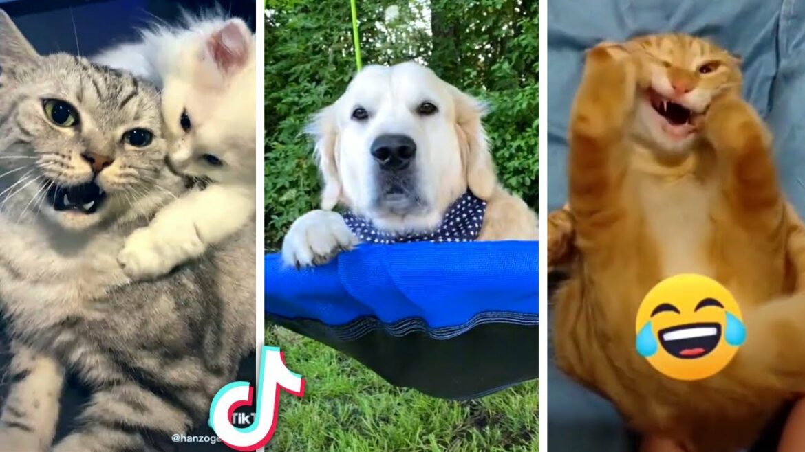 Ultimate Compilation of Funny PETS & Cute ANIMAL Videos!! πΆ