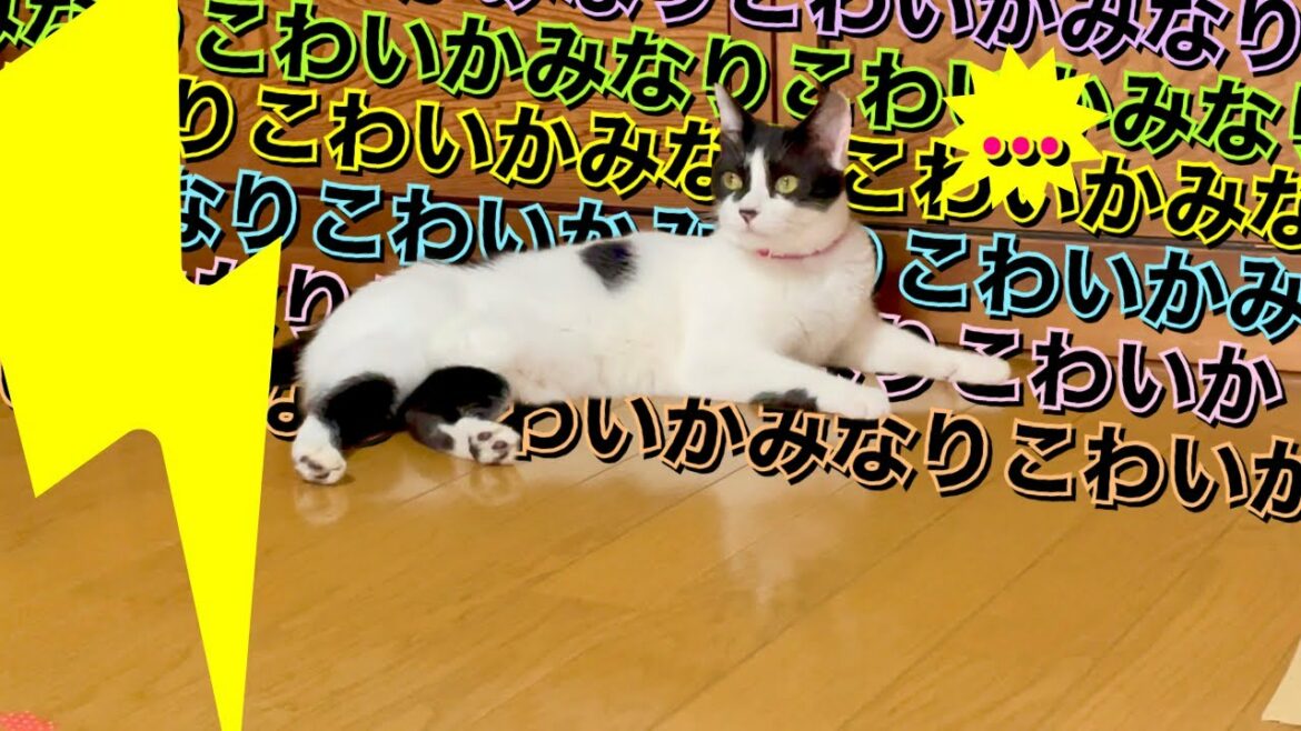 【ねこ動画】雨も雷もひどかった日の猫