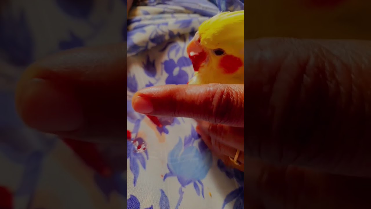 My Cockateil Died😞Blood Vomit Hardest Part of Being a Pet Parent😔 We