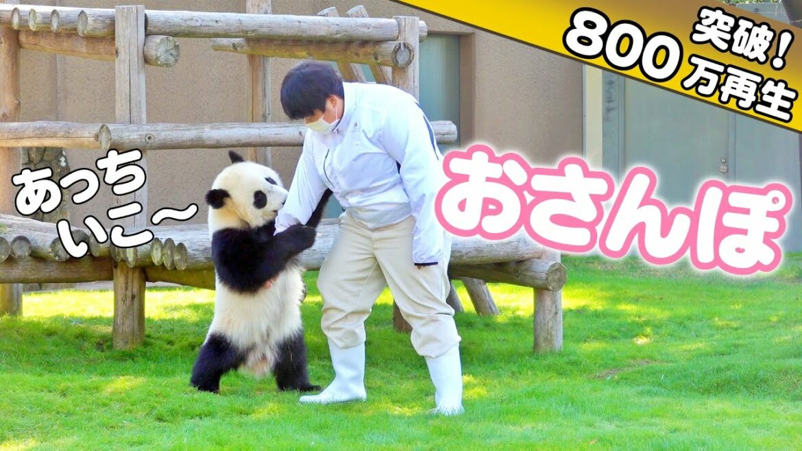 天才パンダ楓浜🐼超絶大好きな😍飼育員さんを見つけた2秒後、歴史的な瞬間が…神w
