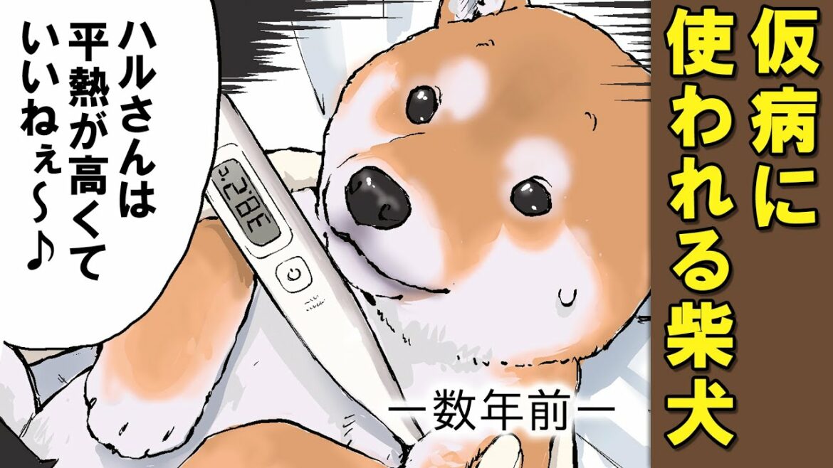 柴犬の平熱の高さを利用して学校を休む飼い主【アニメ】【漫画】