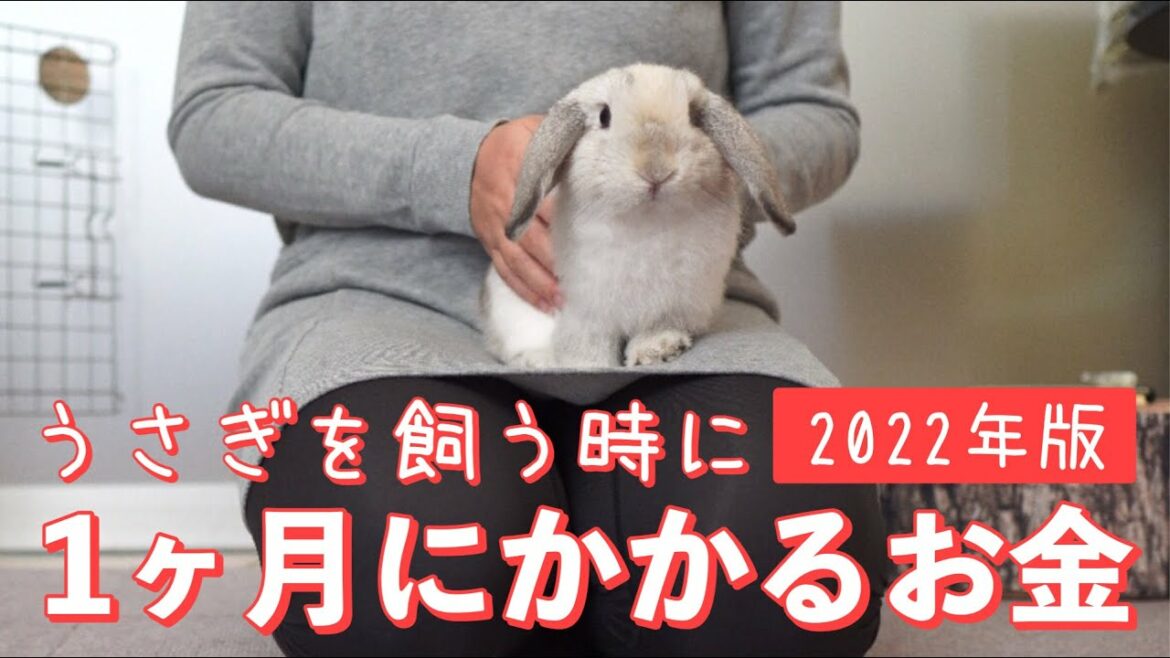 うさぎを飼う時、1ヶ月にかかる費用〜2022〜【ホーランドロップ・ちびラブちゃん】