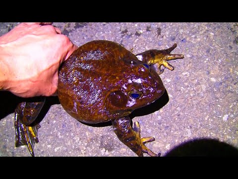 パンパンに膨らんだ巨大外来種のウシガエルを捕獲!!【特定外来生物】