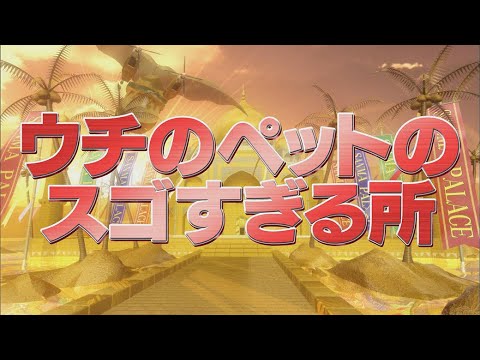 ウチのペットのスゴすぎる所【踊る!さんま御殿!!公式】