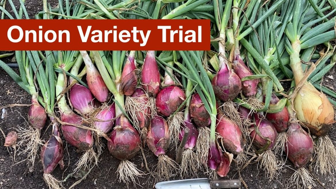 Onion Variety Trial
