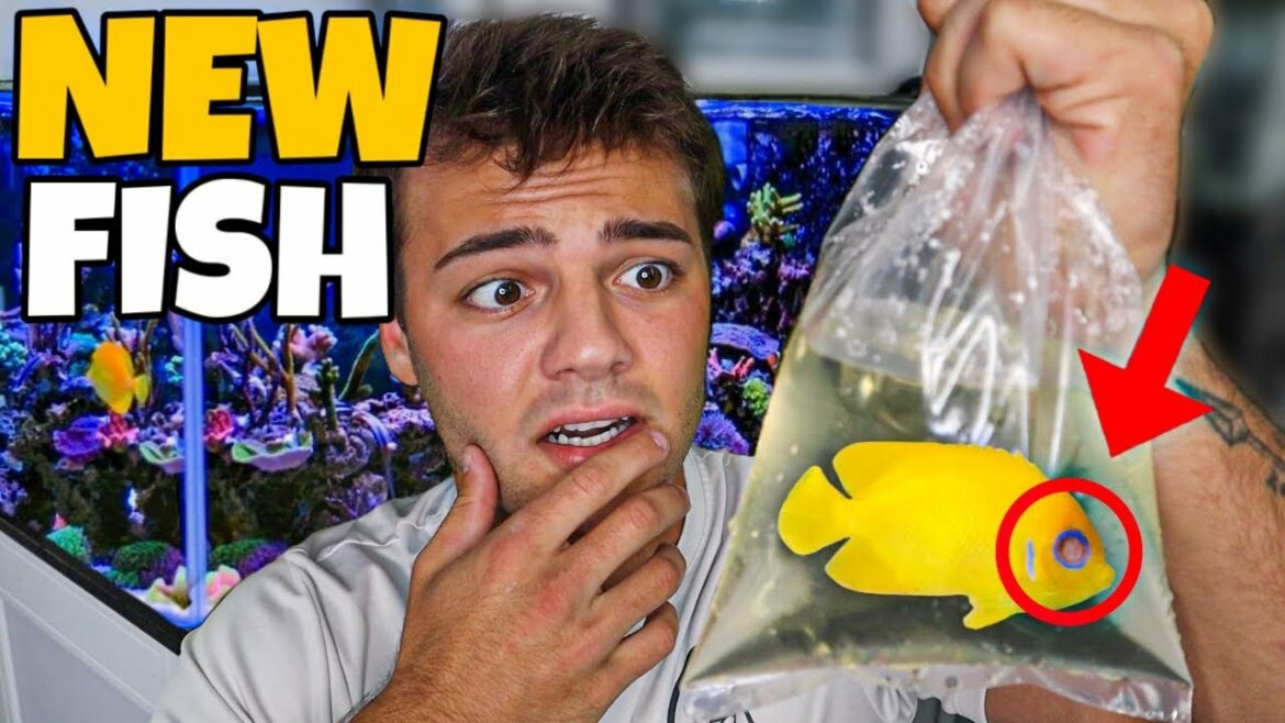 BUYING a PET FISH with NO EYES!!