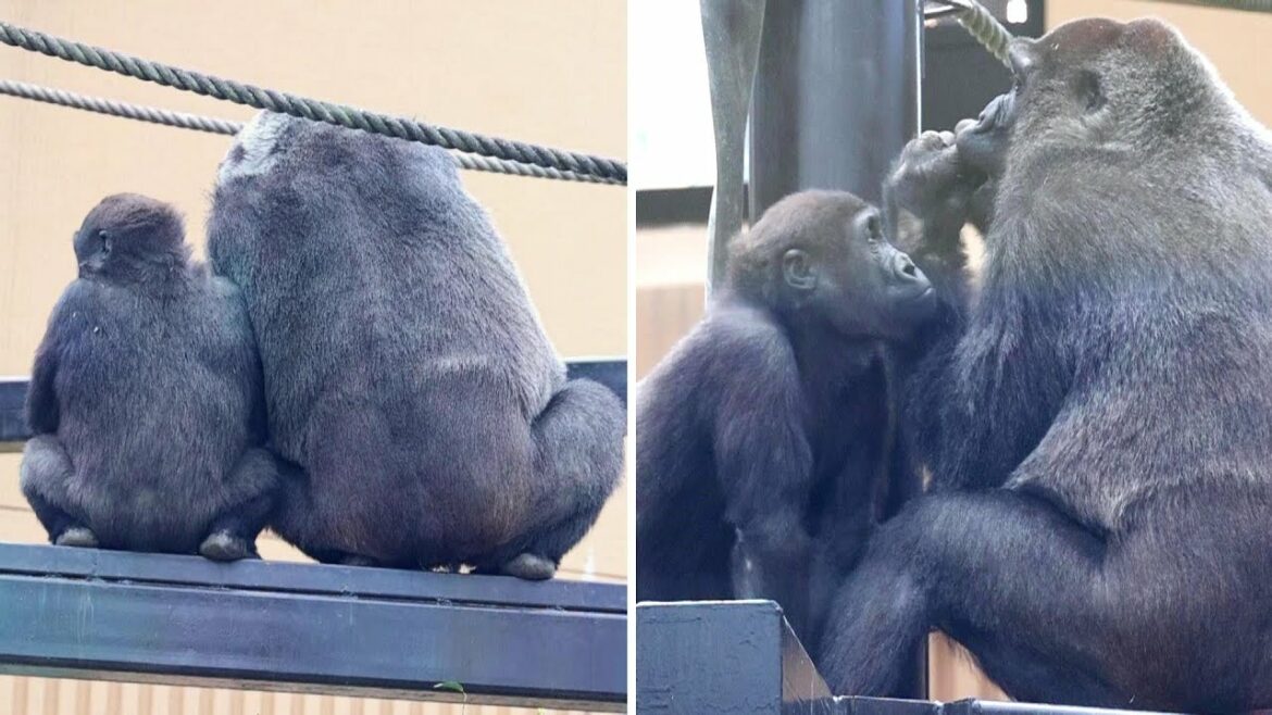 キンタロウとお母さんゲンキが寄り添う後ろ姿が印象的。撮影日2022.11.16【京都市動物園、ニシゴリラの家族】