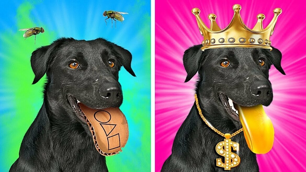 もしも犬がお金持ちに拾われたら?|お金持ちペットVS貧乏ペット|ラ・ラ・ライフ