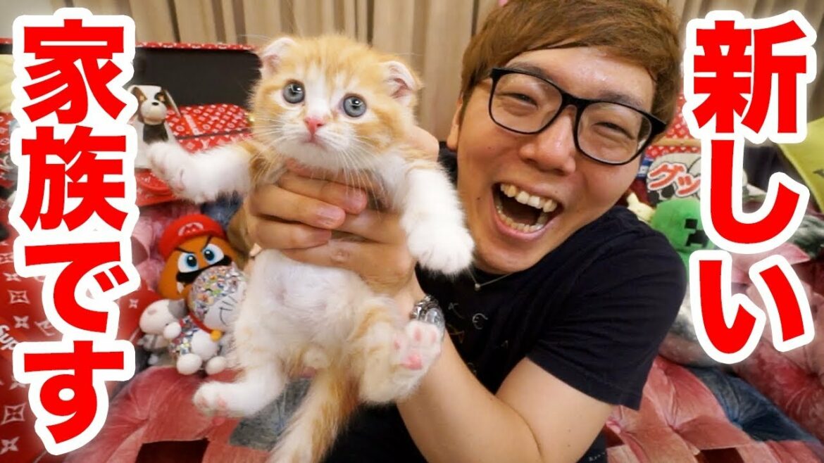 【ご報告】家族が増えました!猫飼います!【ヒカキンTV】【ねこ  cat】