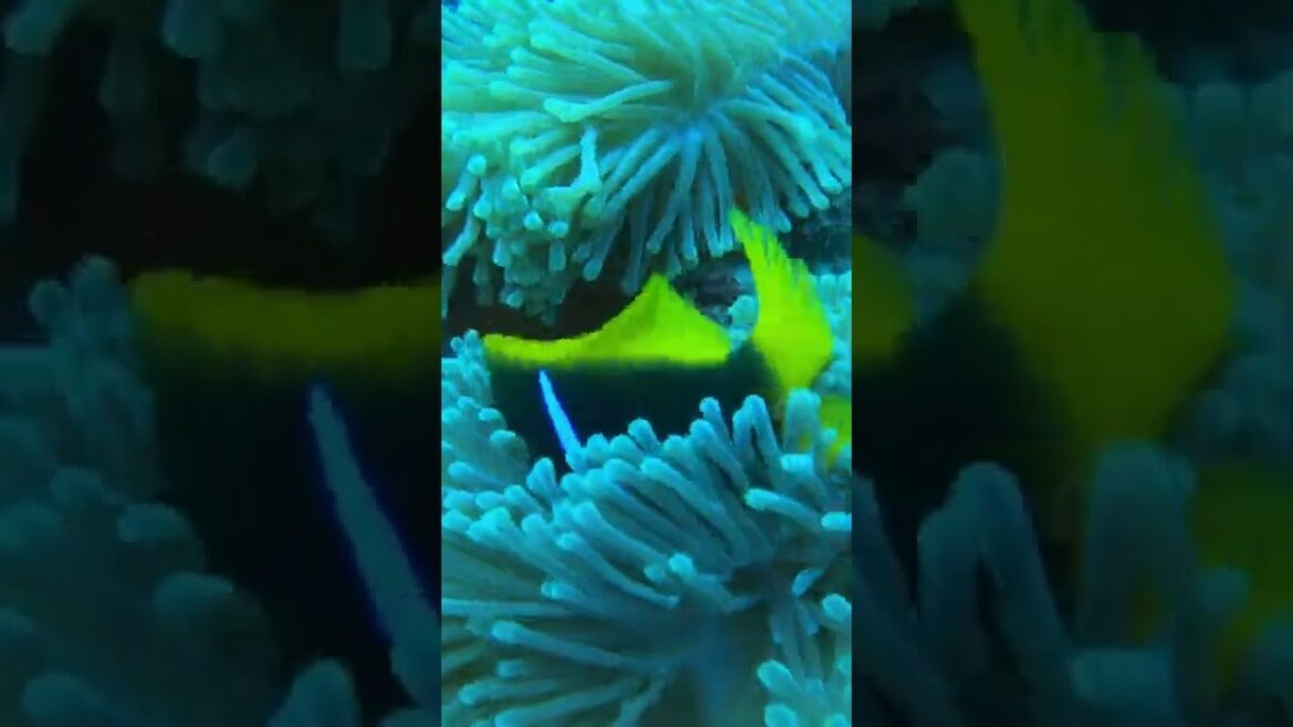 Nemo's eggs Day1 ニモの卵1日目【癒しの海BORA BORA】