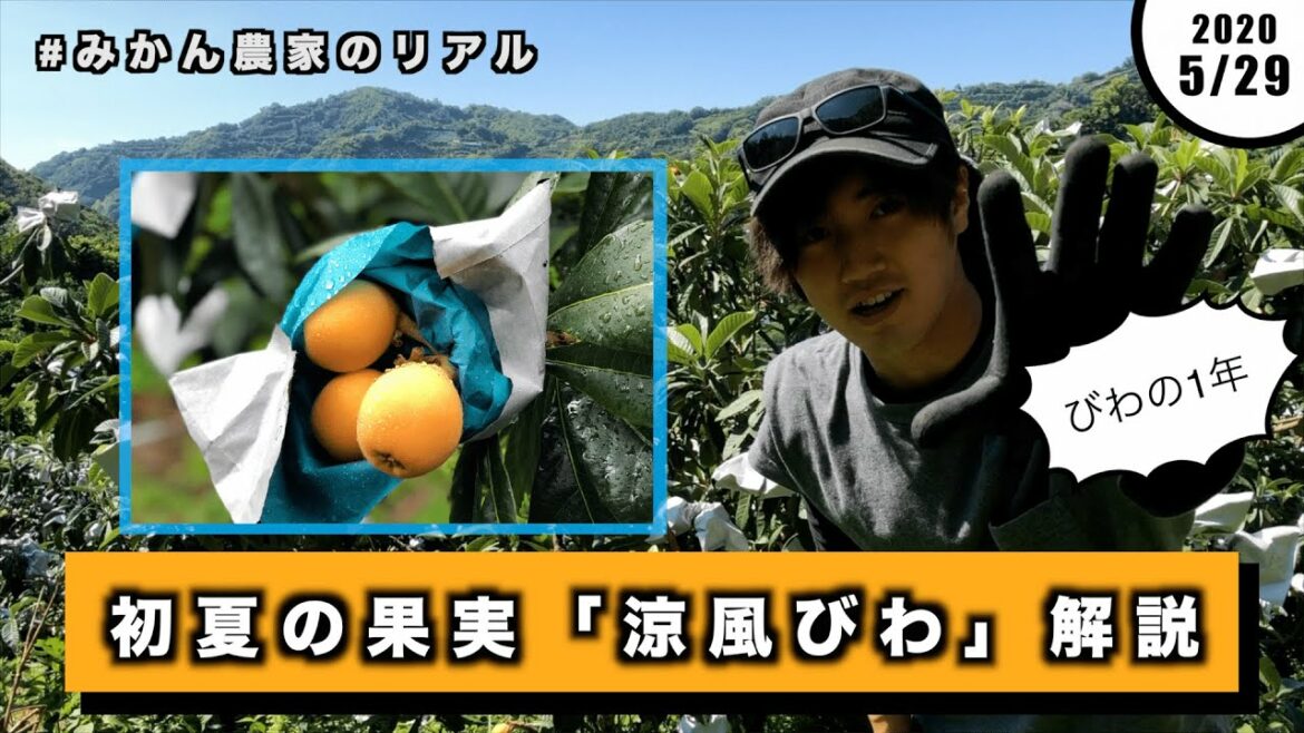 【初夏の果実】大玉のびわ「涼風」の1年。収穫から選別、出荷までを解説!#みかん農家のリアル #善兵衛農園 #4