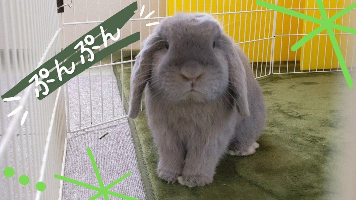 【イヤイヤ期】うさぎの嫉妬とうまく付き合う~ホーランドロップらいむ