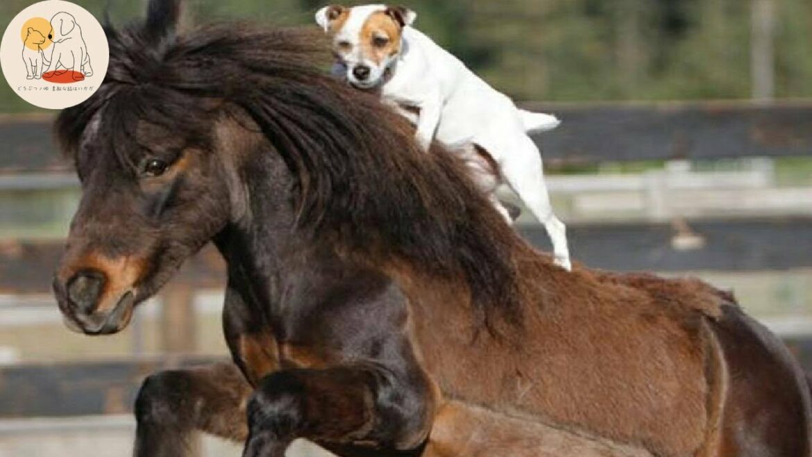 犬が馬を乗りこなす!?拾われた野良犬が、飼い主のウマを口説いた!?【感動】