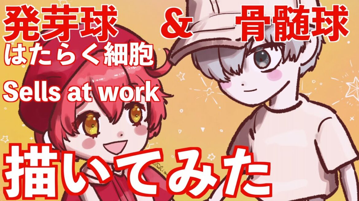 【はたらく細胞】 #Sellsatwork 発芽球と骨髄球描いてみた! #Germinationsphere #Myelocytes