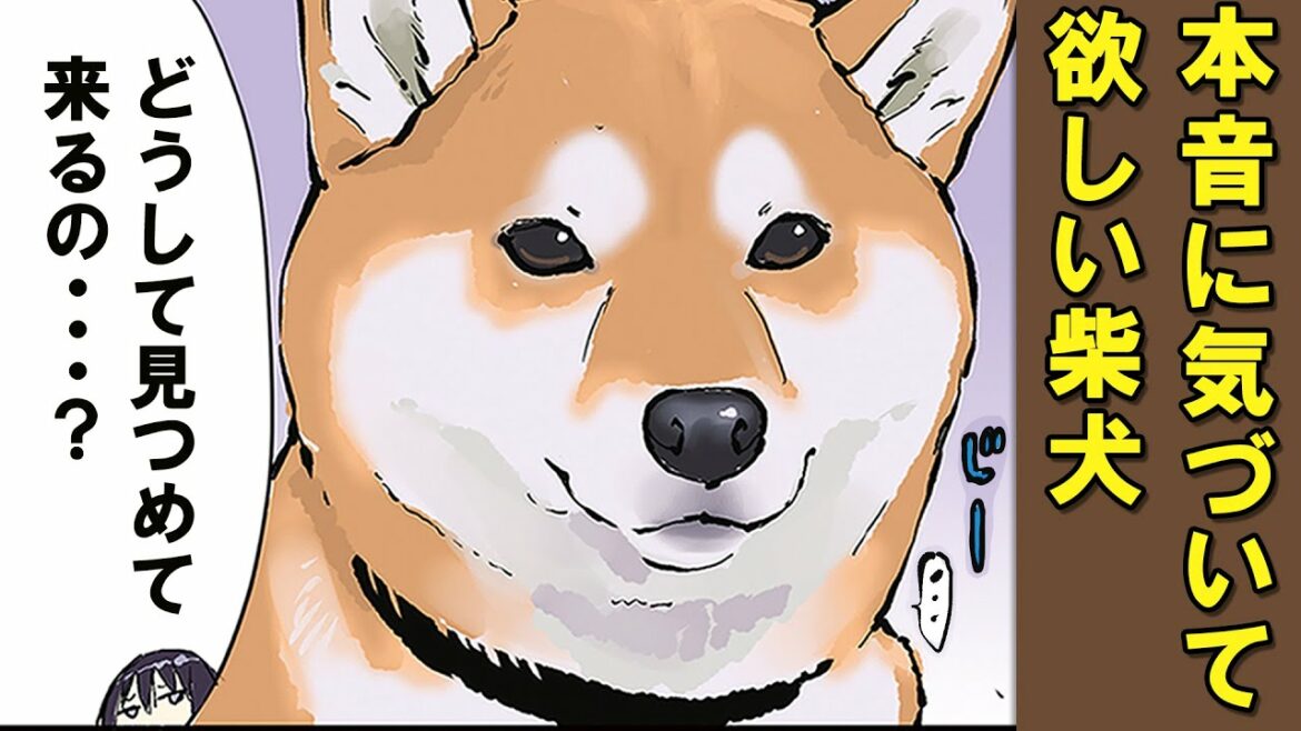 柴犬と言えど察して欲しいときもある【アニメ】【漫画】