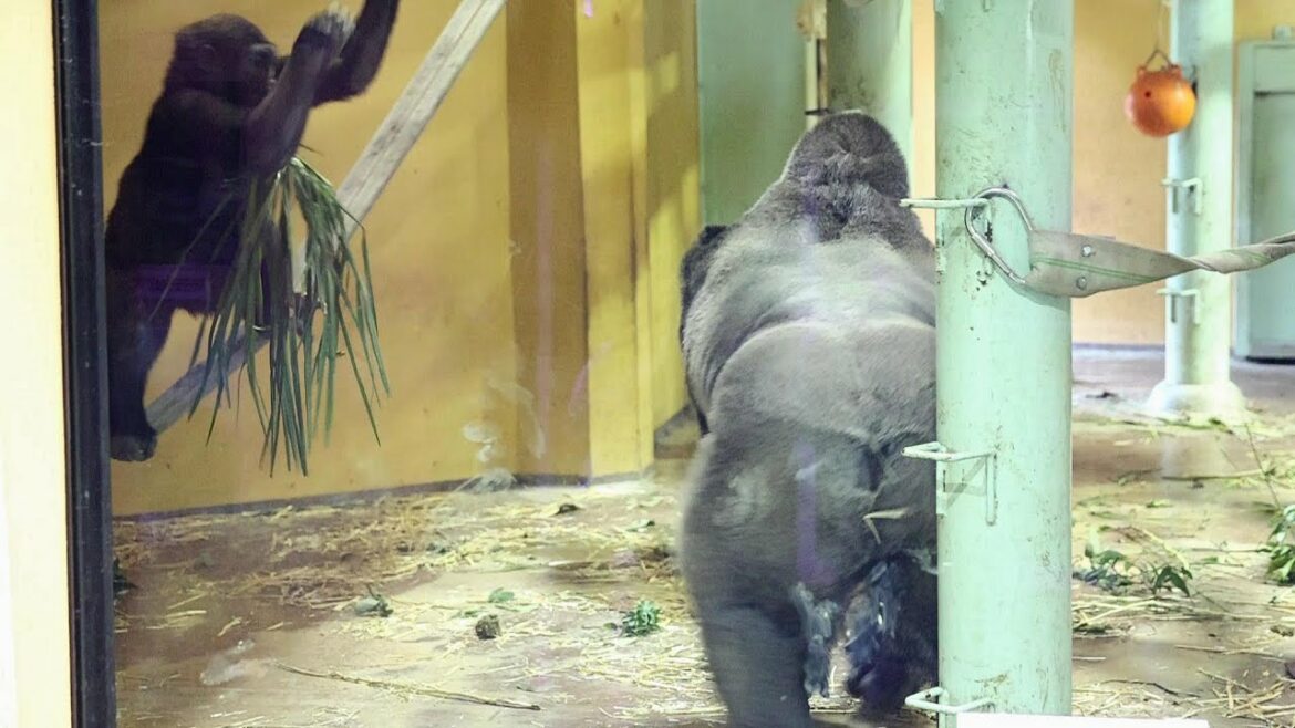お父さんモモタロウに振り子キックするキンタロウ。撮影日2022.12.7【京都市動物園、ニシゴリラの家族】