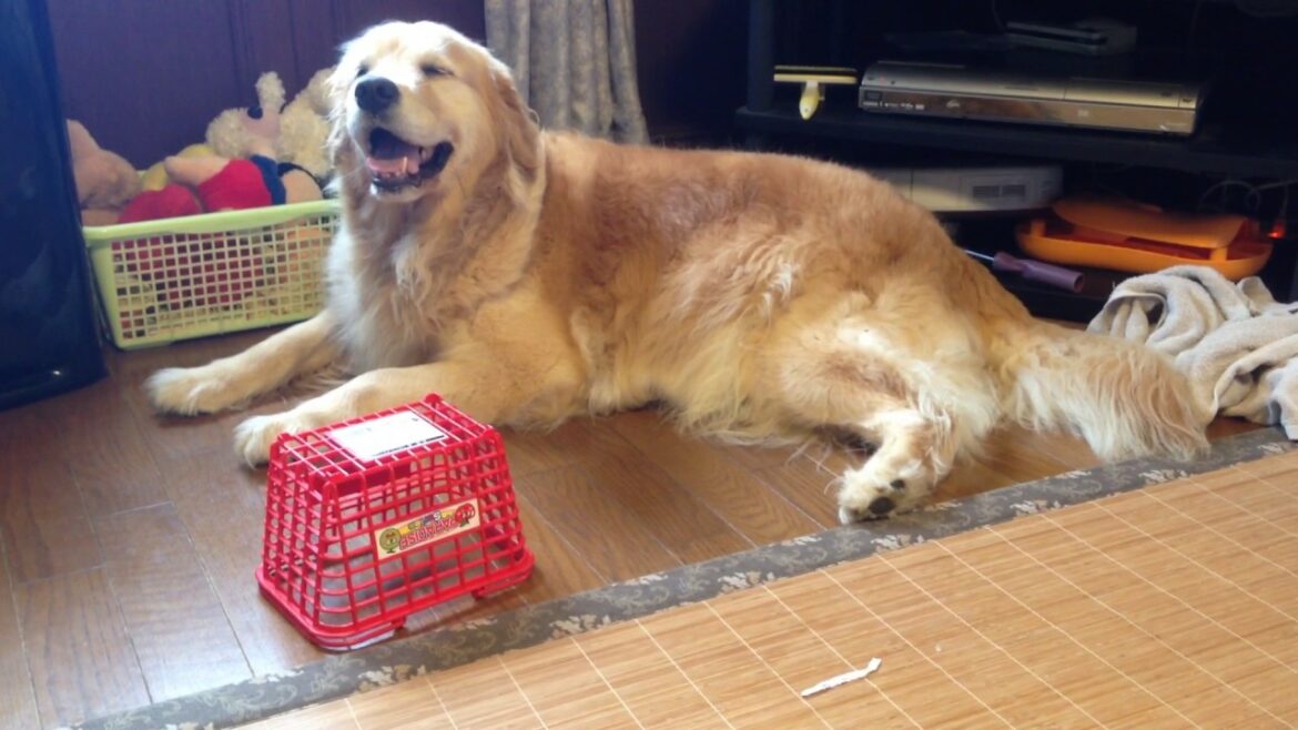 2歳のうちの娘にカメラの撮影を指導してみた!