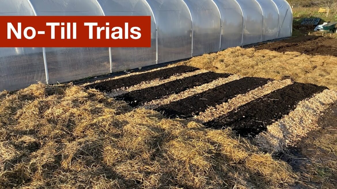 No Till Trials