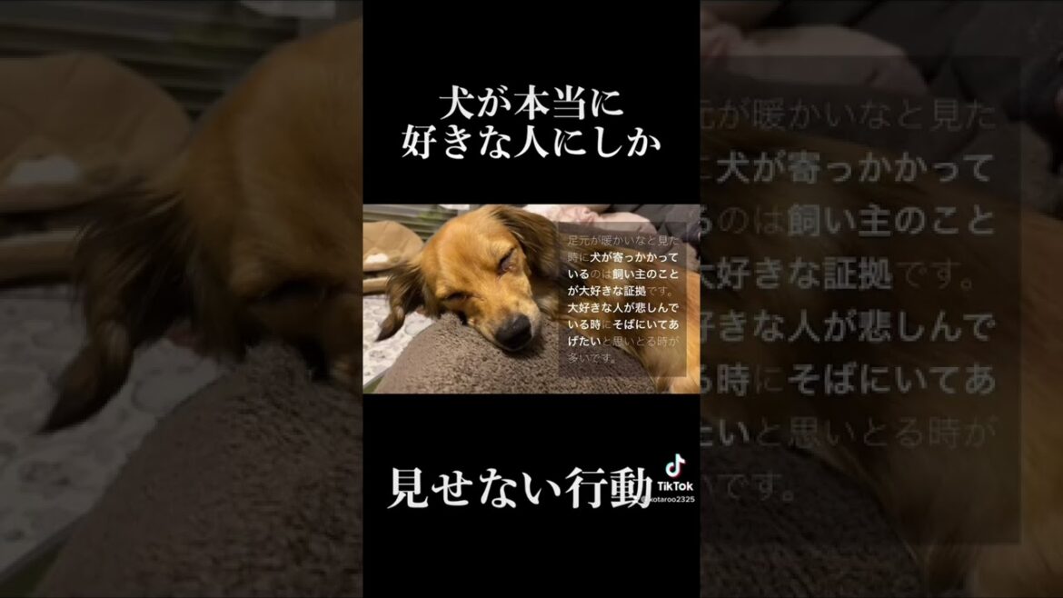 犬が本当に好きな人にしか見せない行動 #shorts