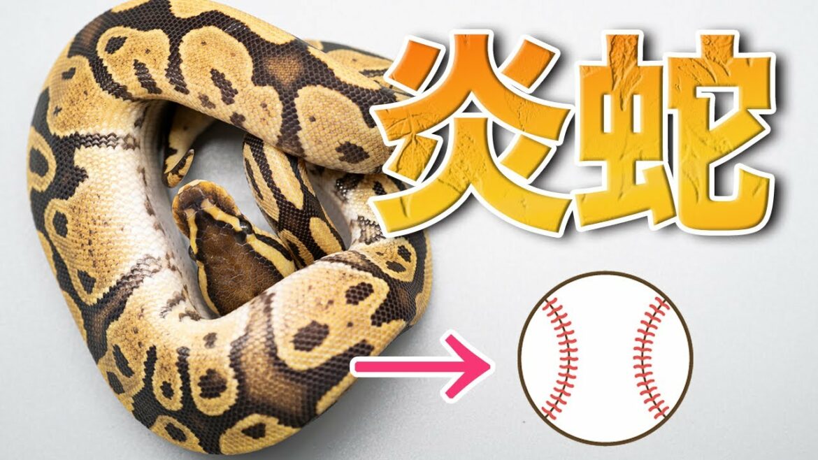 【ヘビ紹介・ボールパイソン】炎の蛇?ファイアという名前を持つ品種の紹介