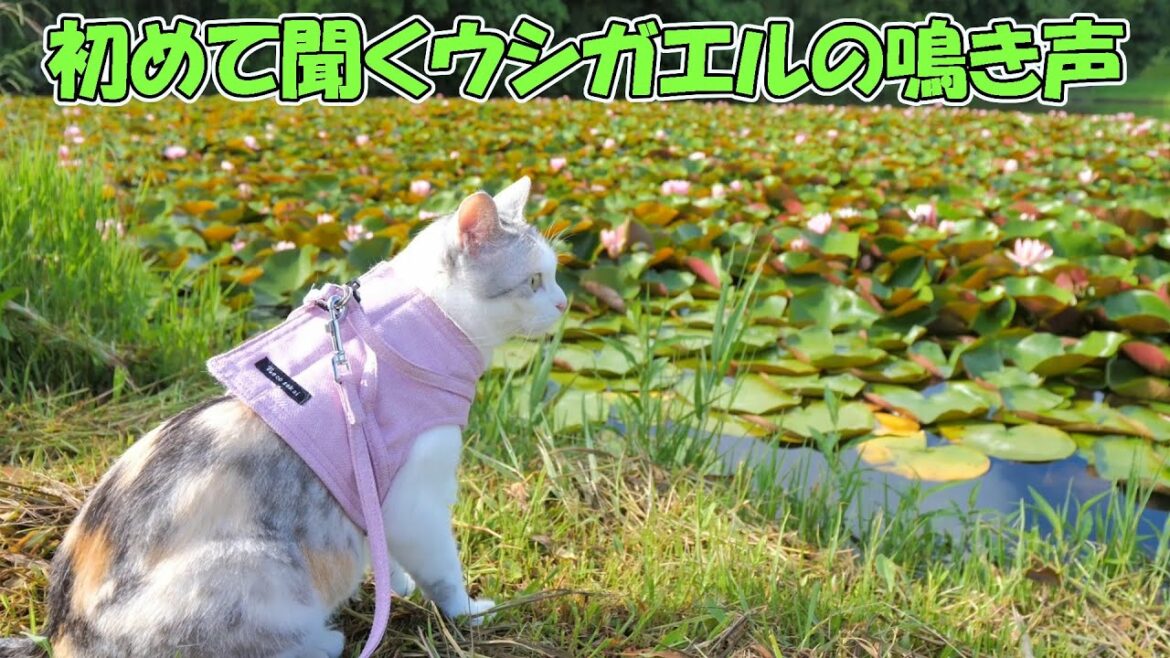 初めて聞くウシガエルの鳴き声に驚いてその場を離れた三毛猫ネコ吉