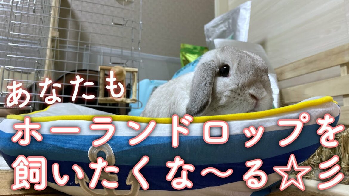 【うさぎ】これであなたもホーランドロップを飼いたくな〜る✨