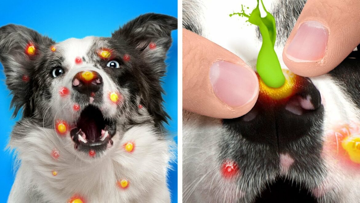 RICH PET VS POOR PET || Rich Guy Save Poor Dog From the TRASH CAN!