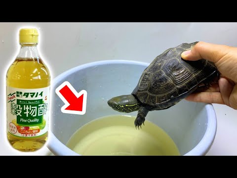 寄生虫まみれのカメを10倍に薄めたお酢に浸けると・・・