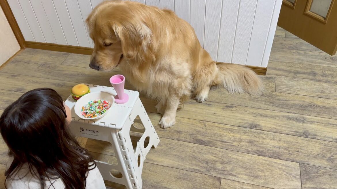 日に日におママごとスキルが上がっていく愛犬