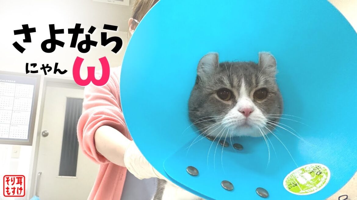去勢した夫のタマタマが無くなっていることに気づいた妻の反応がこちら【奇跡のイクメン猫】