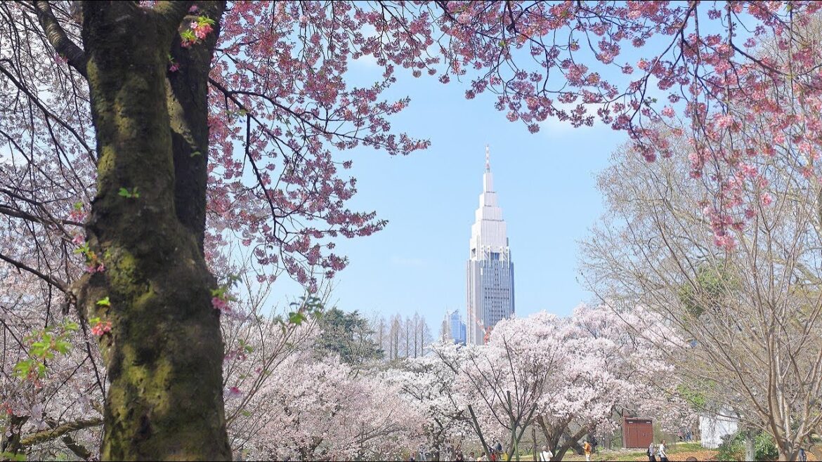 言の葉の庭/新宿御苑の桜と春「kotonohano-niwa」Spring at Shinjuku Gyoen Japanese National Garden, An oasis in Tokyo