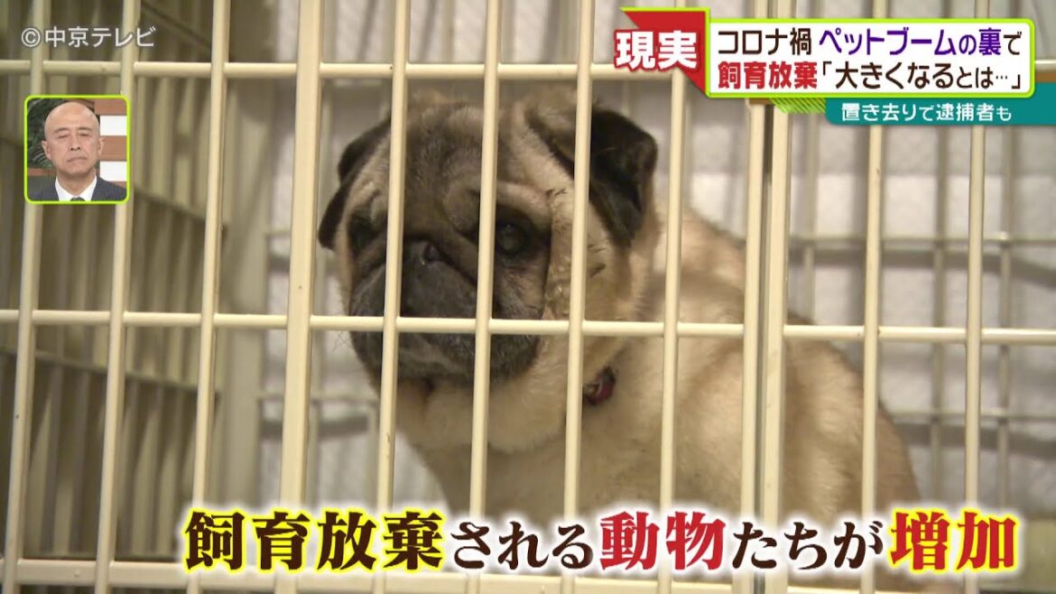 【ペットブームの裏で…】飼育放棄や置き去りも… コロナ禍で人気のペット