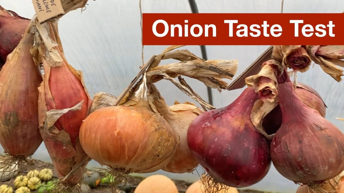The Best Onion Varieties for Growing, Storing and Eating