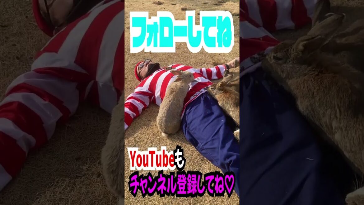 【実写版ウォーリーをさがせ】4/30 ゴゴスマ #shorts