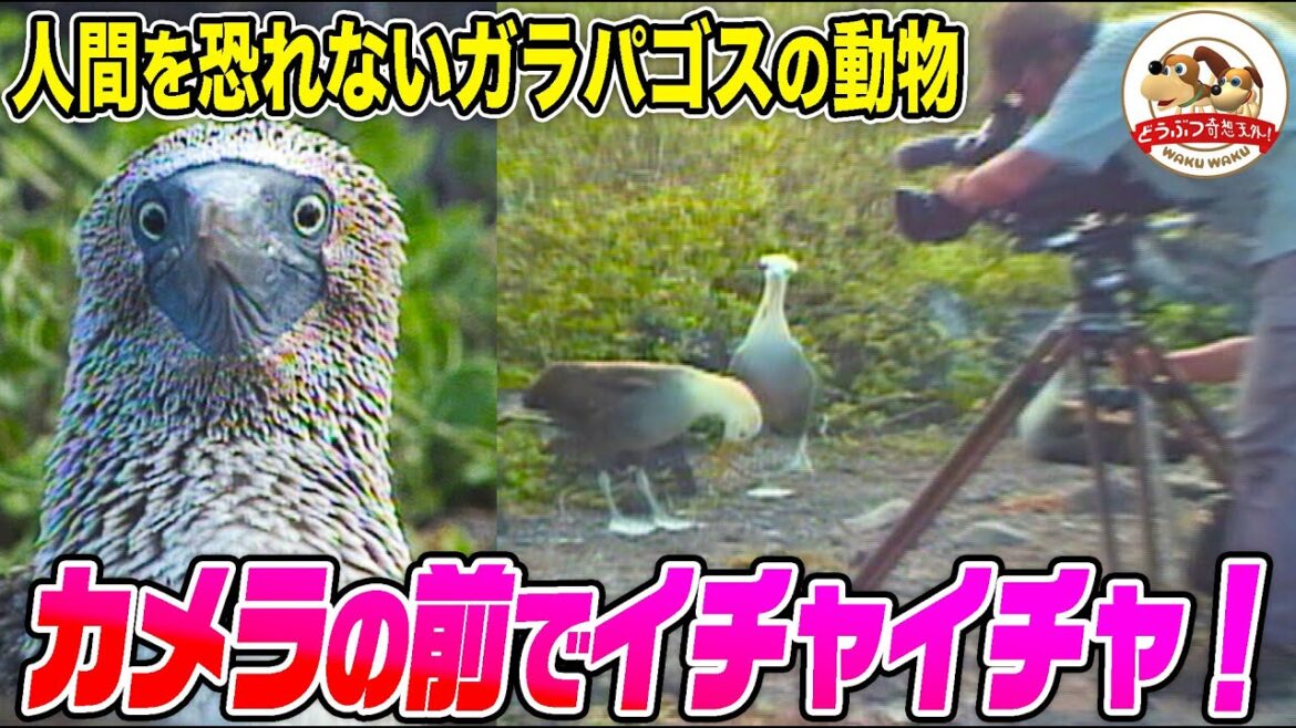 千石先生も驚いた!人間を恐れないガラパゴスの動物たち!カメラの前で求愛行動するアホウドリのカップルも【どうぶつ奇想天外/WAKUWAKU】