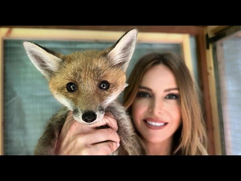 SO YOU WANT A WILD PET FOX? – Should you tame a Red Fox puppy?