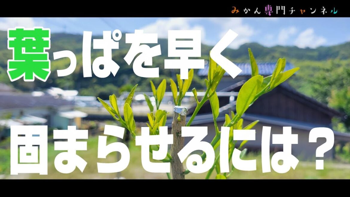 【5月下旬】②レモンの芽かぎ/璃の香の無農薬栽培