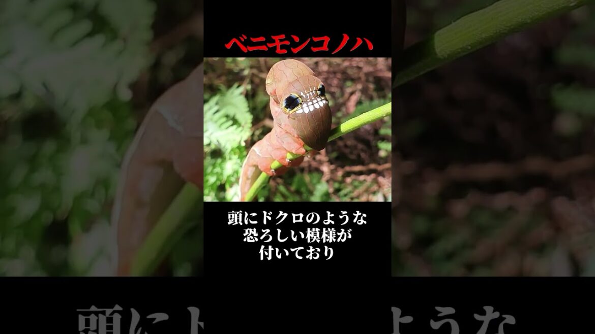 【#shorts】第二の自分?2つの顔を持つ奇妙な生物3選【ゆっくり解説】