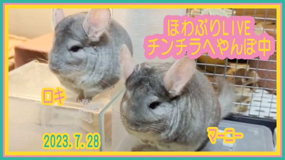 【チンチラ】🐭へやんぽLIVE🐭7月28日デグーはケージから出演します
